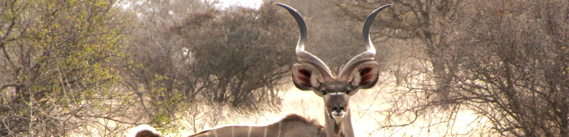 koedoe Krugerpark