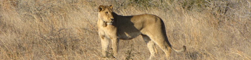 leeuw Krugerpark