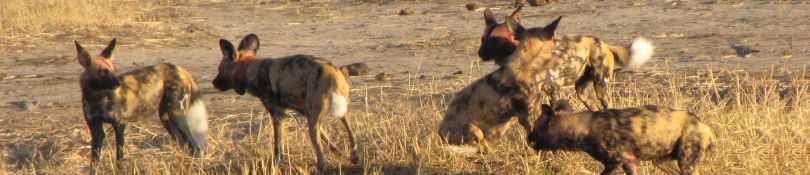 Afrikaanse Painted Dogs